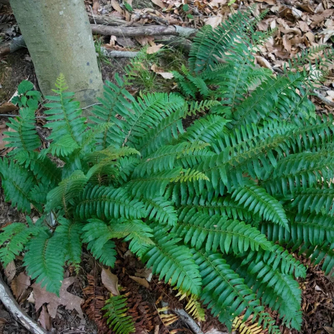 Polystichum Acrostichoides Christmas Fern - [CG]