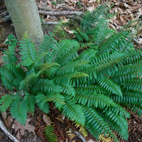 Christmas Fern evergreen ground cover