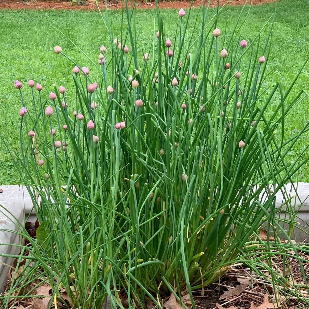 Chives Herb Plant