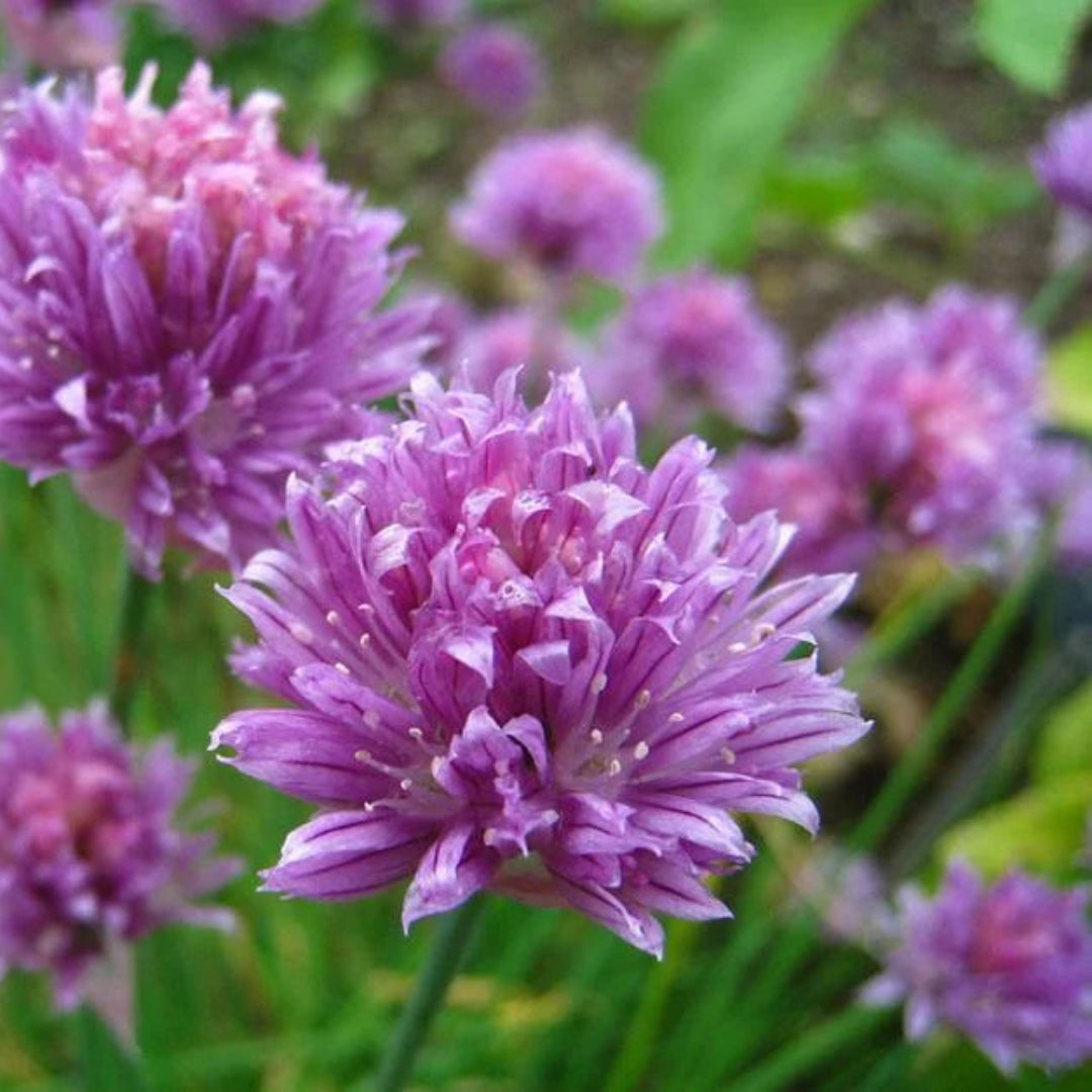 Chives Herb Plant
