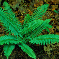 Hardy Christmas Fern perennial plant