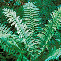 Hardy Cinnamon Fern foliage closeup