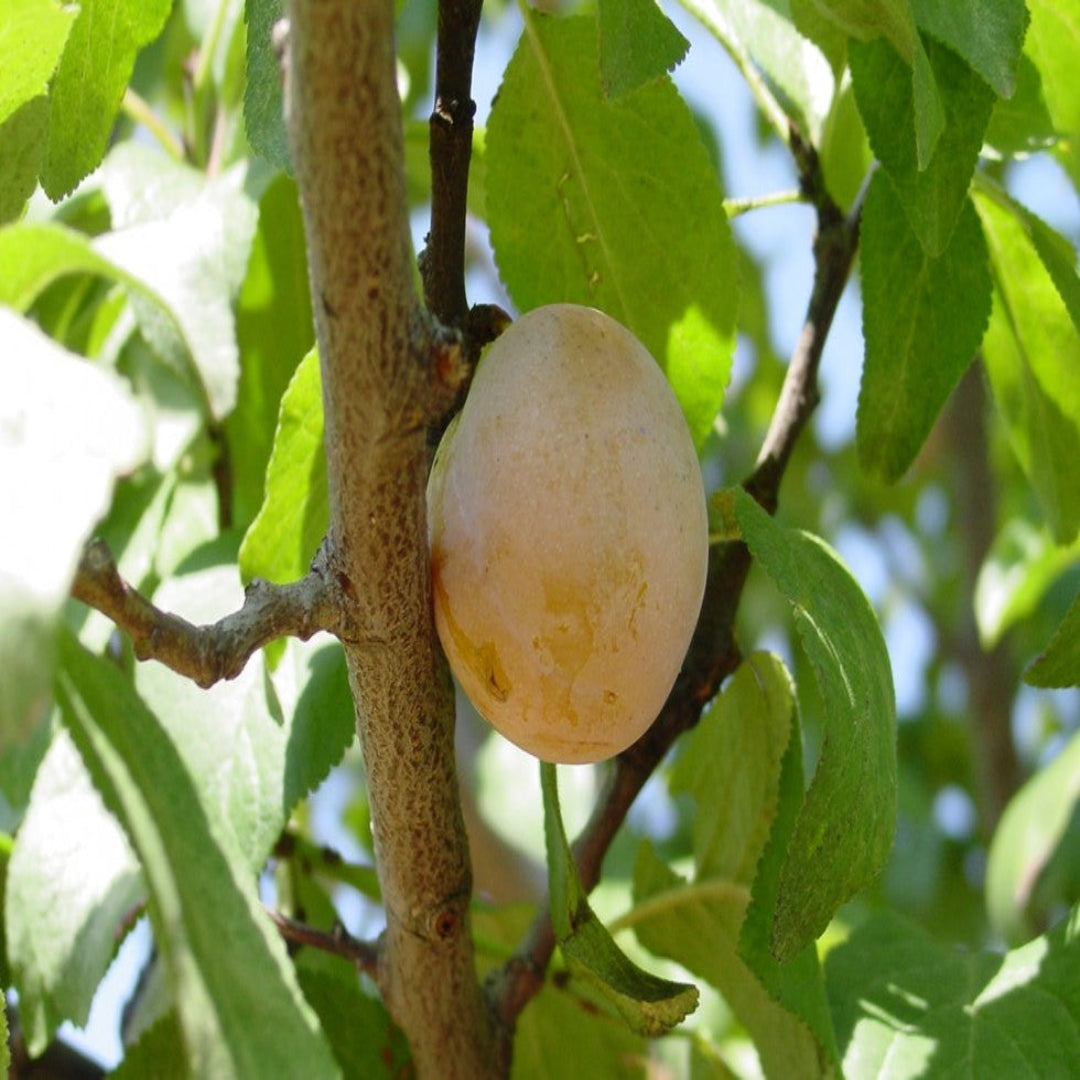 Green Gage Plum Tree Bears Large Crops of Yellowish Green