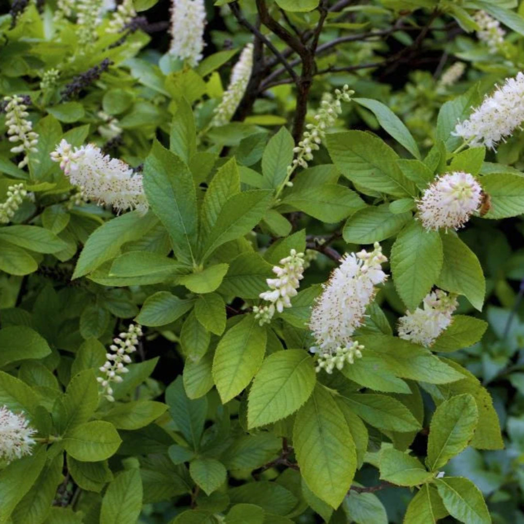 16 Candles Clethra, Candle Like Fragrant Blooms Good For Wet Areas