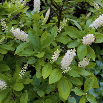 16 Candles Clethra, Candle Like Fragrant Blooms Good For Wet Areas