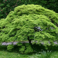 Young Waterfall Japanese Maple plant displaying compact growth and healthy green leaves