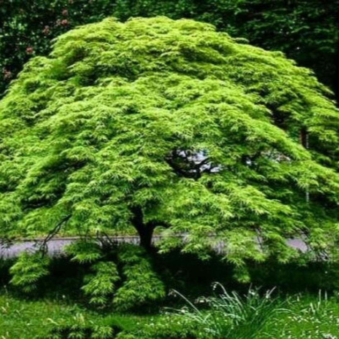 Viridis Japanese Maple