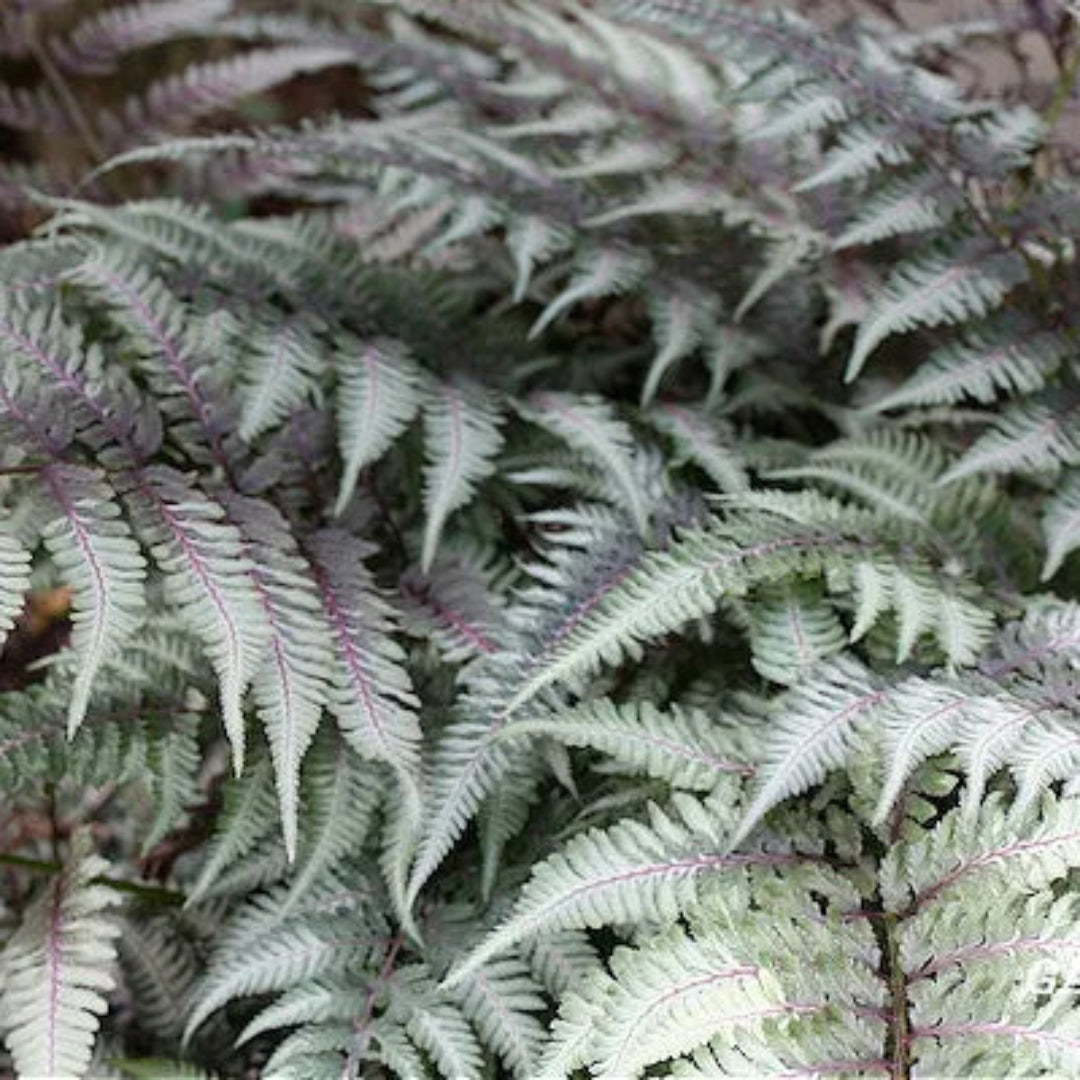 Japanese Painted Fern
