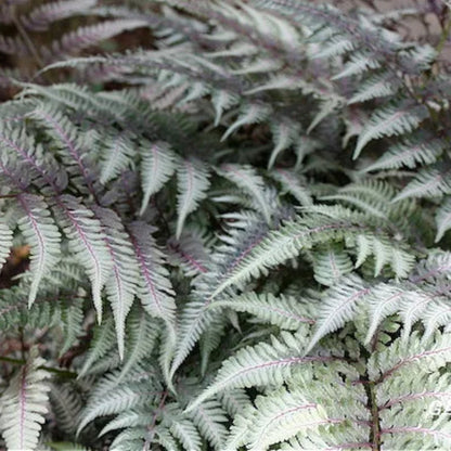 Japanese Painted Fern