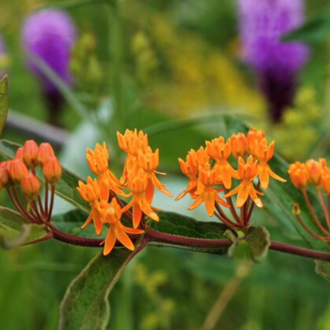 Asclepias Tuberosa Butterfly Weed - [EG]