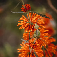 Close-view of Butterfly Weed flower cluster showing detailed orange petals