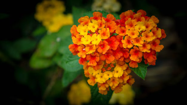 Lantana camara &