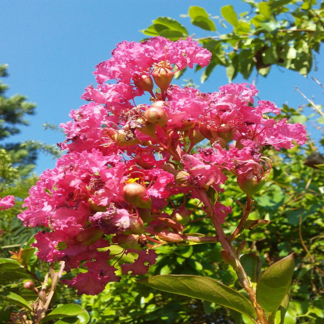 Pink Velour Crape Myrtle