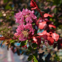 Scarlet Pink Crape Myrtle Tree live flowering plant
