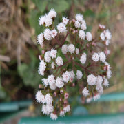 Sarah's Favorite Crape Myrtle, Gorgeous White Flowers, Bears Large, Loose Clusters of Crinkly White Flowers On Almost Every Branch.