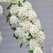Sarah's Favorite Crape Myrtle, Gorgeous White Flowers, Bears Large, Loose Clusters of Crinkly White Flowers On Almost Every Branch.