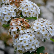 Sarah's Favorite Crape Myrtle, Gorgeous White Flowers, Bears Large, Loose Clusters of Crinkly White Flowers On Almost Every Branch.