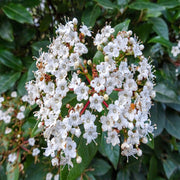 Sarah's Favorite Crape Myrtle, Gorgeous White Flowers, Bears Large, Loose Clusters of Crinkly White Flowers On Almost Every Branch.
