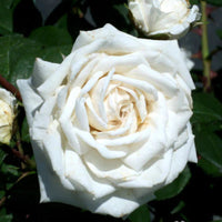 Climbing white rose plant covered with open blooms