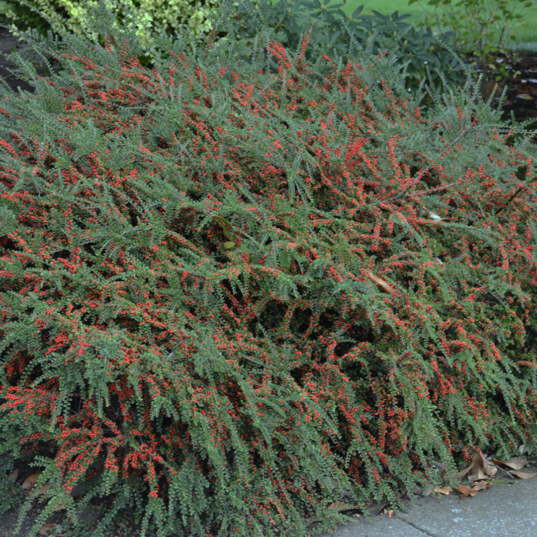 Cotoneaster Repandens