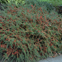 Cotoneaster Repandens