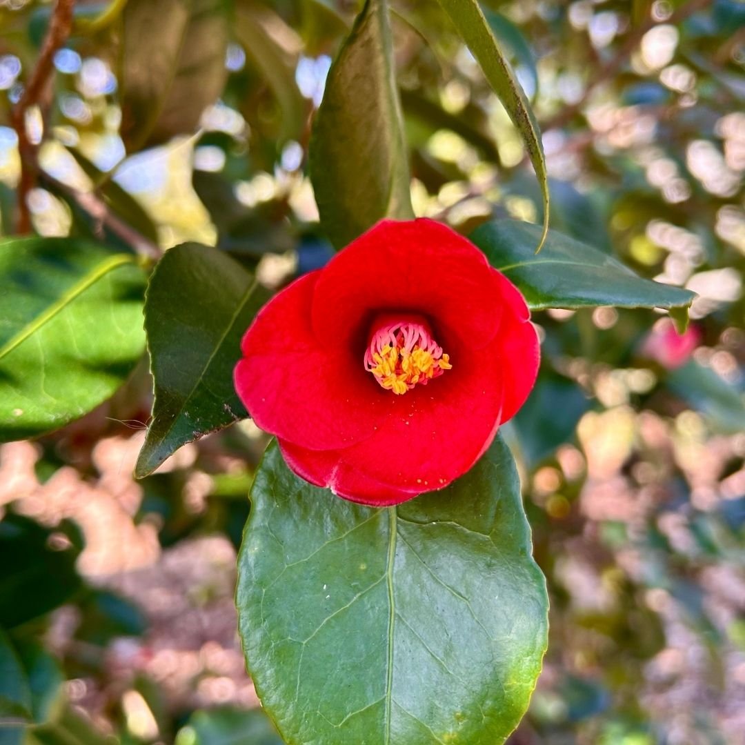 Camellia Flame-Showy Red Round Blooms