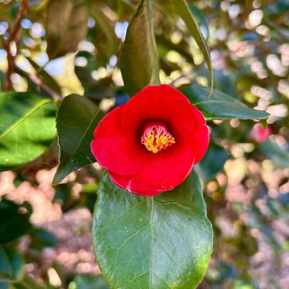 Camellia Flame-Showy Red Round Blooms