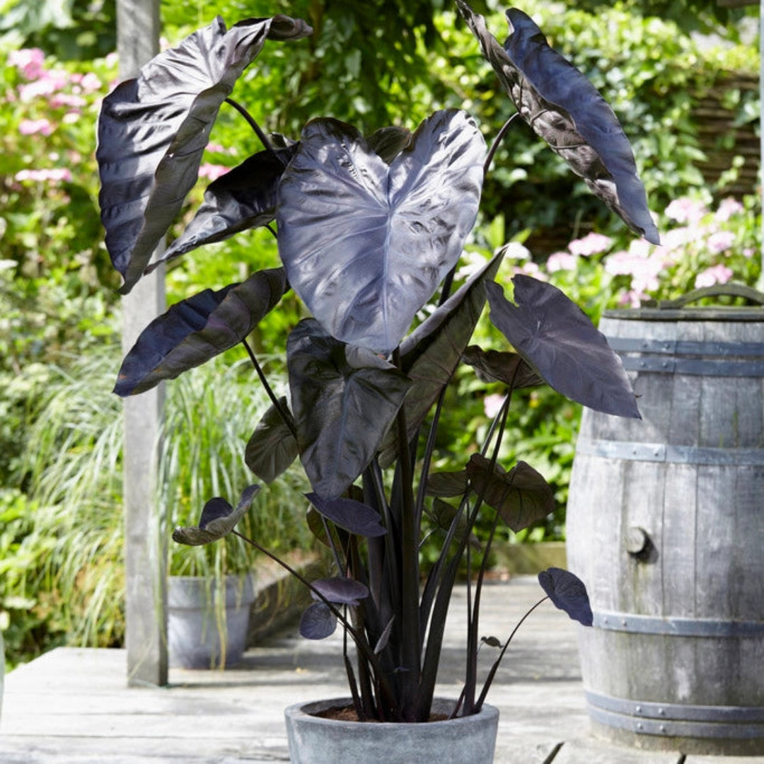 Black Coral Elephant Ear