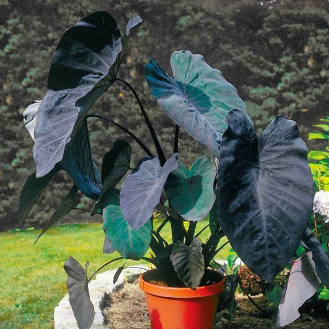 Black Magic Elephant Ear