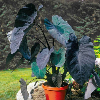 Black Magic Elephant Ear