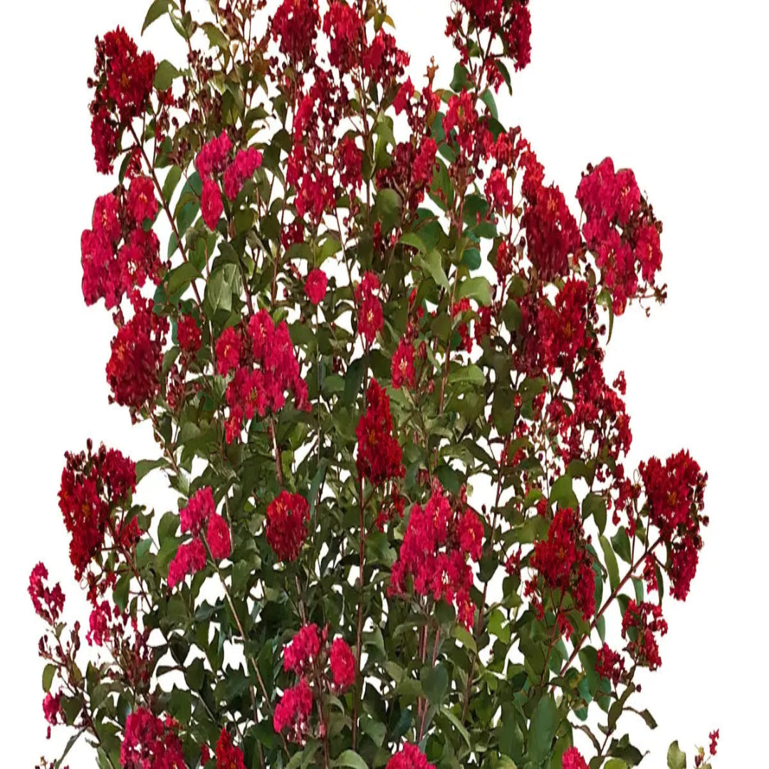 Colorama Scarlet Crape Myrtle