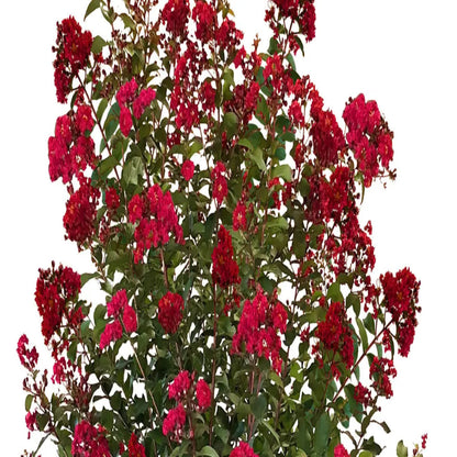 Colorama Scarlet Crape Myrtle