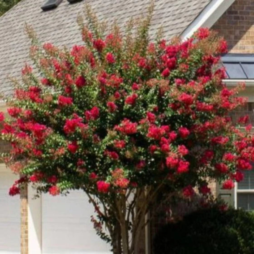 Colorama Scarlet Crape Myrtle