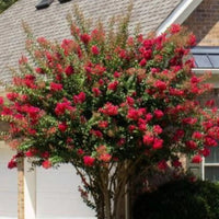 Colorama Scarlet Crape Myrtle
