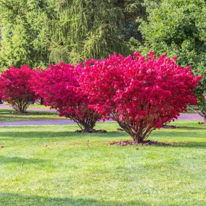 Burning Bush Euonymus alatus in full color