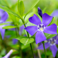 Common periwinkle flower Vinca Minor with purple blue blooms in garden bed