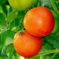 Better Bush Tomato