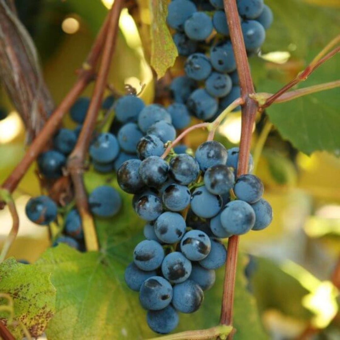 Close-up of Concord Seedless Grape bunch and leaves showing fruiting potential