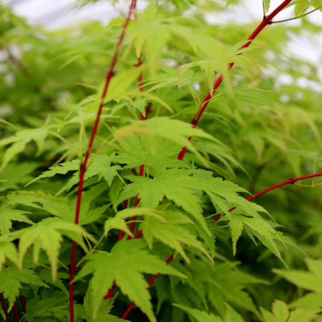 Pacific Fire Japanese Maple