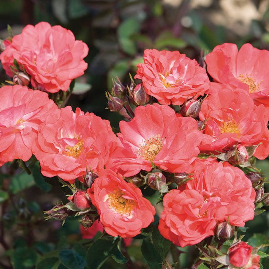 Coral Drift Rose