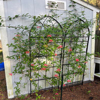 Coral Honeysuckle