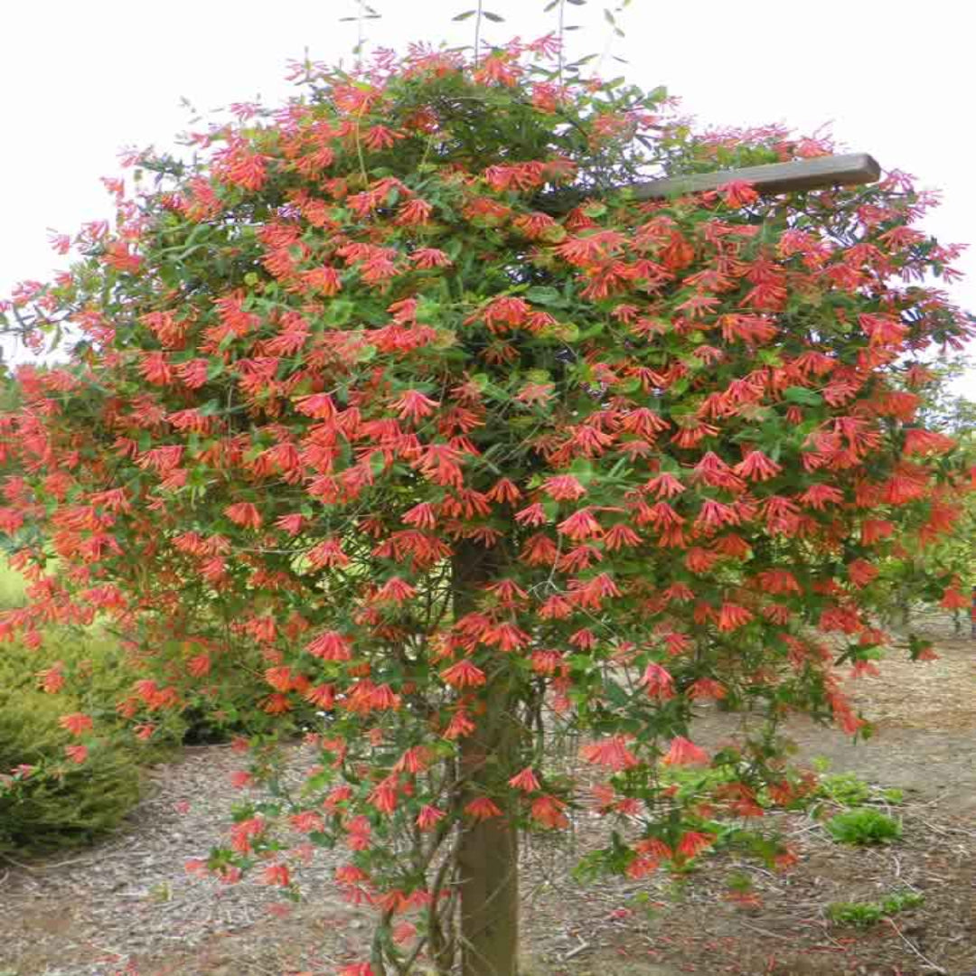 Coral Honeysuckle