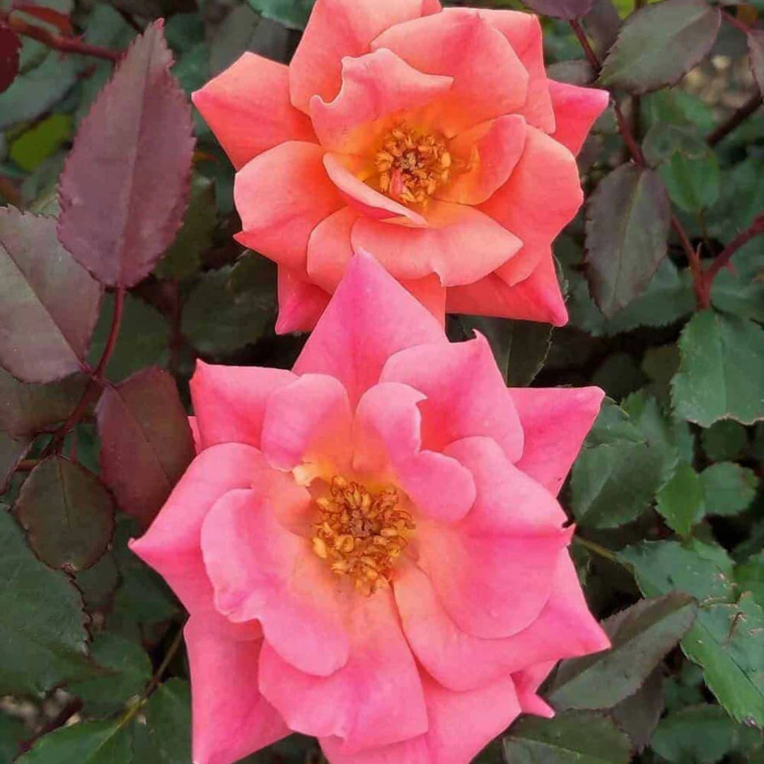 Coral Knock Out Rose