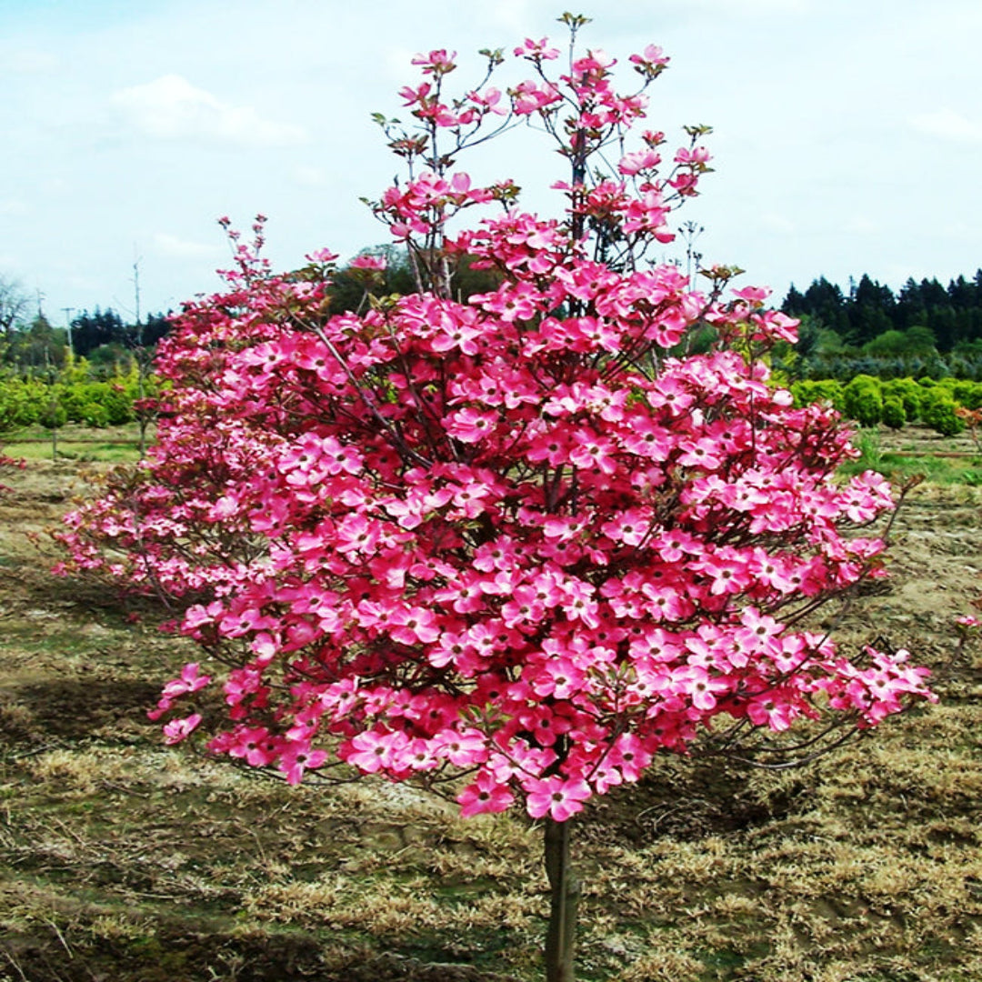 Coral Red Dogwood Trees
