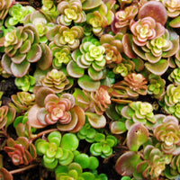 Sedum Tetractinum Chinese Sedum 10 count flat of 4.5" pots