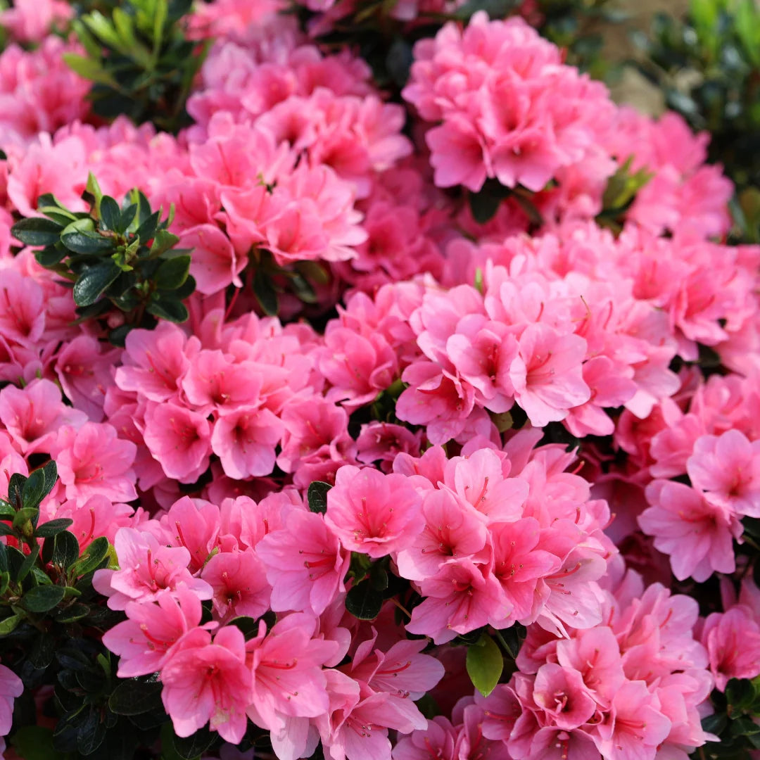 Coral Bells Azalea Plant