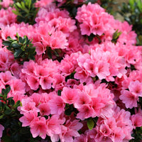 Coral Bells plant with colorful heuchera foliage in garden setting