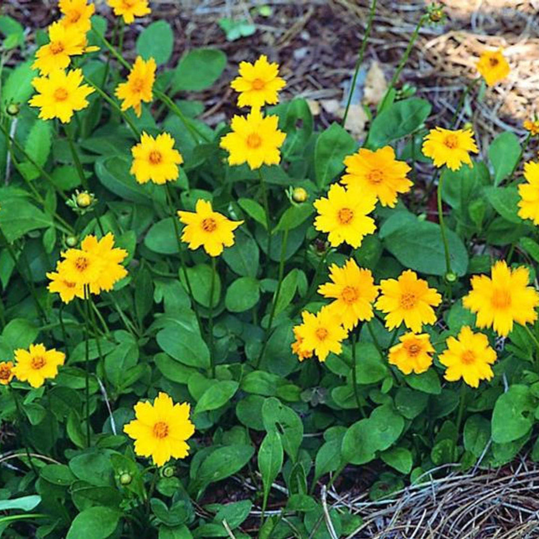Coreopsis auriculata Nana in nursery pot