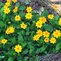 Coreopsis auriculata Nana in nursery pot