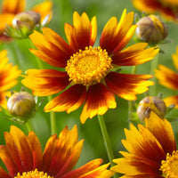 Coreopsis Li'l Bang™ 'Enchanted Eve' PP27857 - Qt. - [EG]